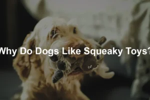 Featured image for Why Do Dogs Like Squeaky Toys?