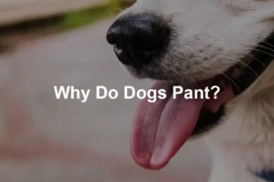 Featured image for Why Do Dogs Pant?