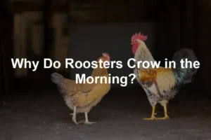 Featured image for Why Do Roosters Crow in the Morning?