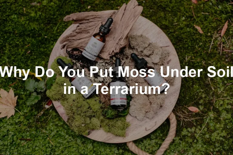 Featured image for Why Do You Put Moss Under Soil in a Terrarium?