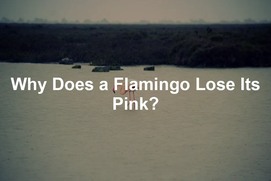 Featured image for Why Does a Flamingo Lose Its Pink?