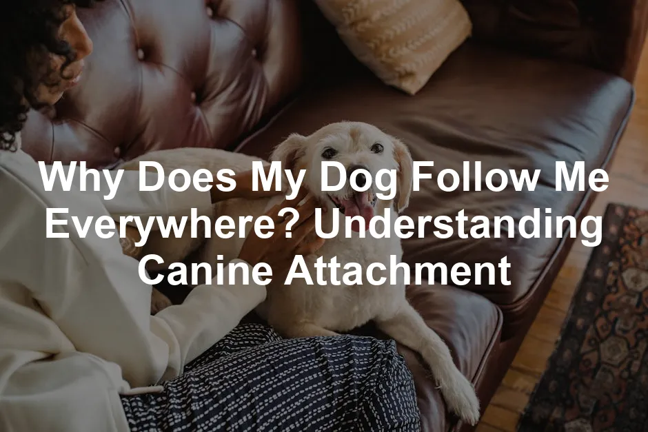 Featured image for Why Does My Dog Follow Me Everywhere? Understanding Canine Attachment