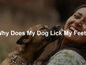 Featured image for Why Does My Dog Lick My Feet?