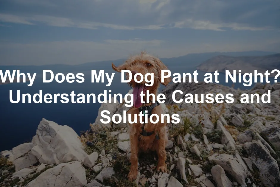 Featured image for Why Does My Dog Pant at Night? Understanding the Causes and Solutions