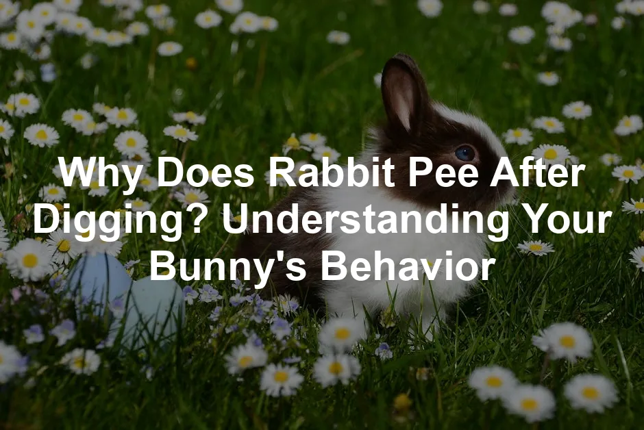 Featured image for Why Does Rabbit Pee After Digging? Understanding Your Bunny's Behavior