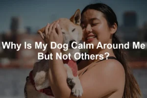 Featured image for Why Is My Dog Calm Around Me But Not Others?