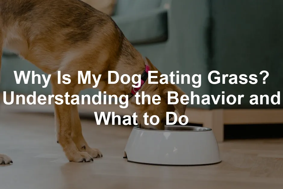 Featured image for Why Is My Dog Eating Grass? Understanding the Behavior and What to Do