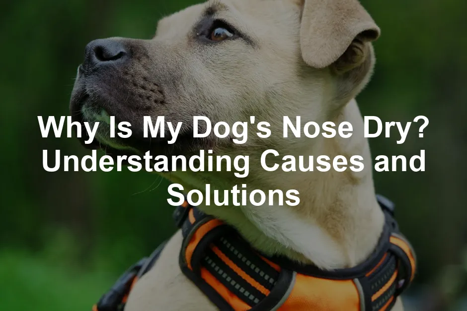 Featured image for Why Is My Dog's Nose Dry? Understanding Causes and Solutions