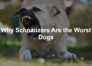 Featured image for Why Schnauzers Are the Worst Dogs