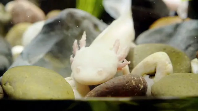 Horizontal video: An axolotl in an aquarium 8838031. Duration: 9 seconds. Resolution: 1920x1080