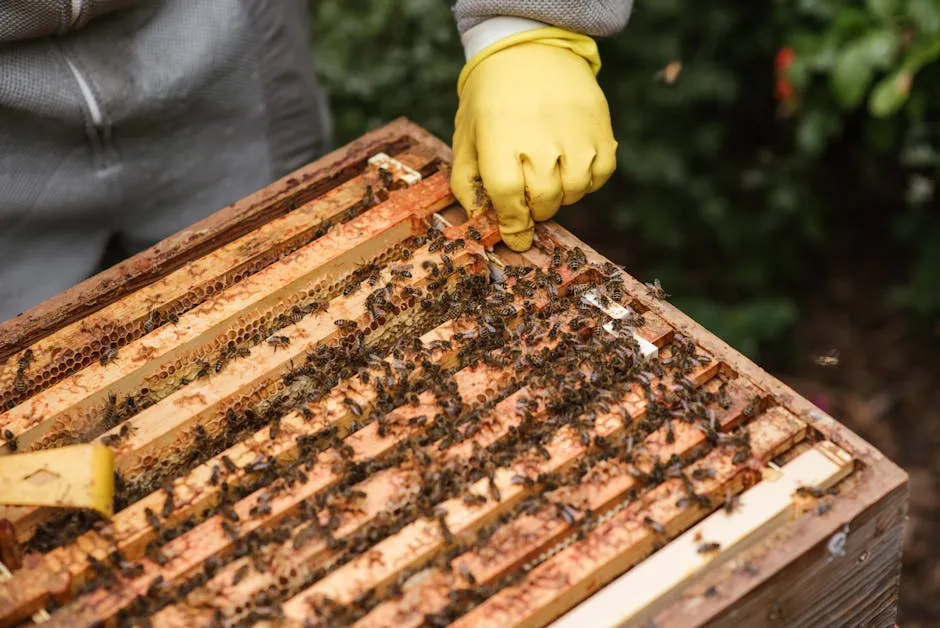 Crop anonymous farmer in gloves and protective uniform holding honeycomb in beehive while working in apiary