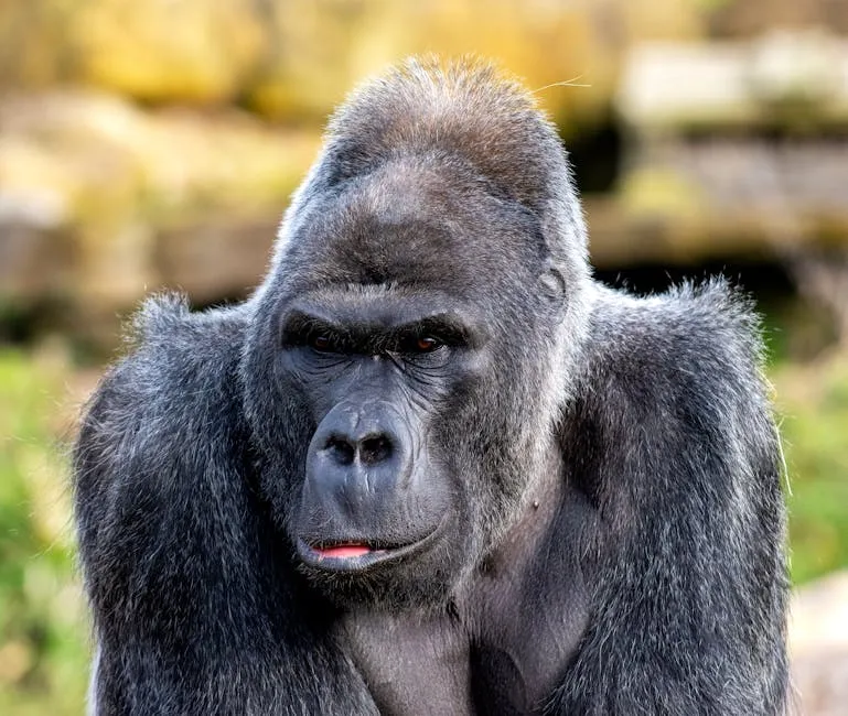 Black Gorilla in Close Up Photography