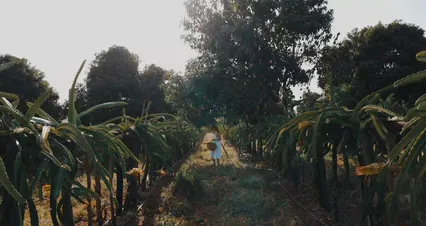 Horizontal video: A woman in a white dress picking fresh fruit in a plantation 11760132. Duration: 18 seconds. Resolution: 4096x2160