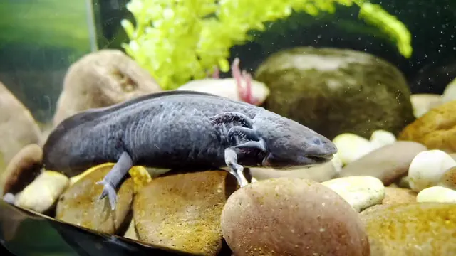 Horizontal video: An axolotl in an aquarium 8838032. Duration: 9 seconds. Resolution: 1920x1080