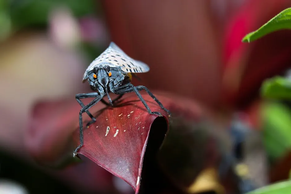 Close up of Spotted Lanternfly on Leaf