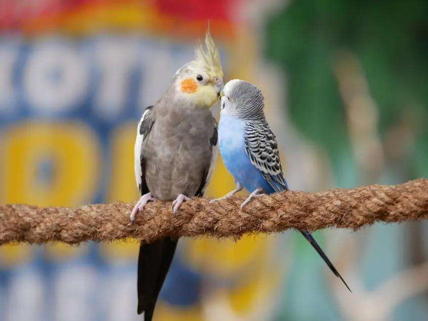 Parrots Sitting on Rope Kissing