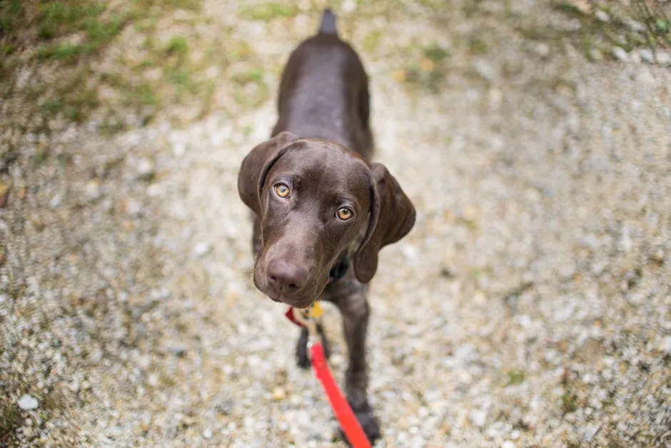 Brown Short Coated Dog