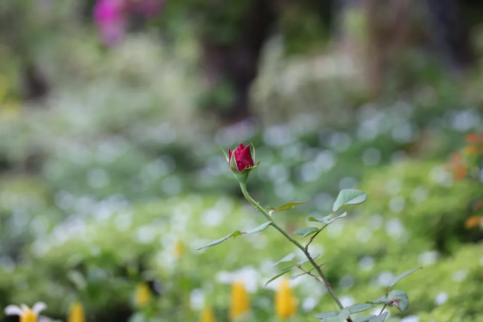 Selective Focus Photography of a Red Rose Bud