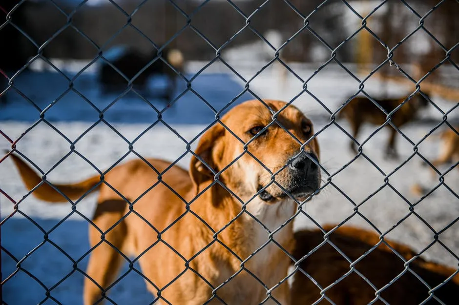 Brown Short Coated Dog Behind a Fence