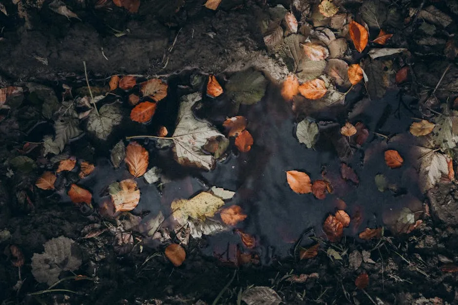 Autumn Leaves in Puddle