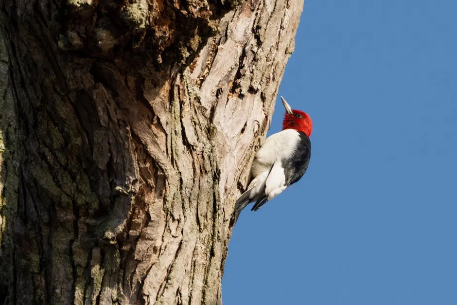 Close-up of a redheaded woodpecker pecking a tree trunk on a sunny day.