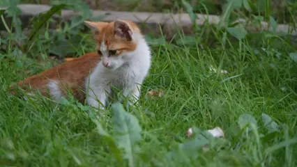 Horizontal video: A pet kitten resting and trying to catch insect in the grass 3116737. Duration: 61 seconds. Resolution: 1920x1080