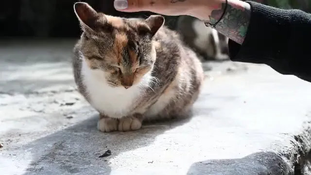 Horizontal video: Petting a cat 8157836. Duration: 8 seconds. Resolution: 1920x1080