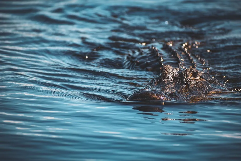 Alligator on the Water