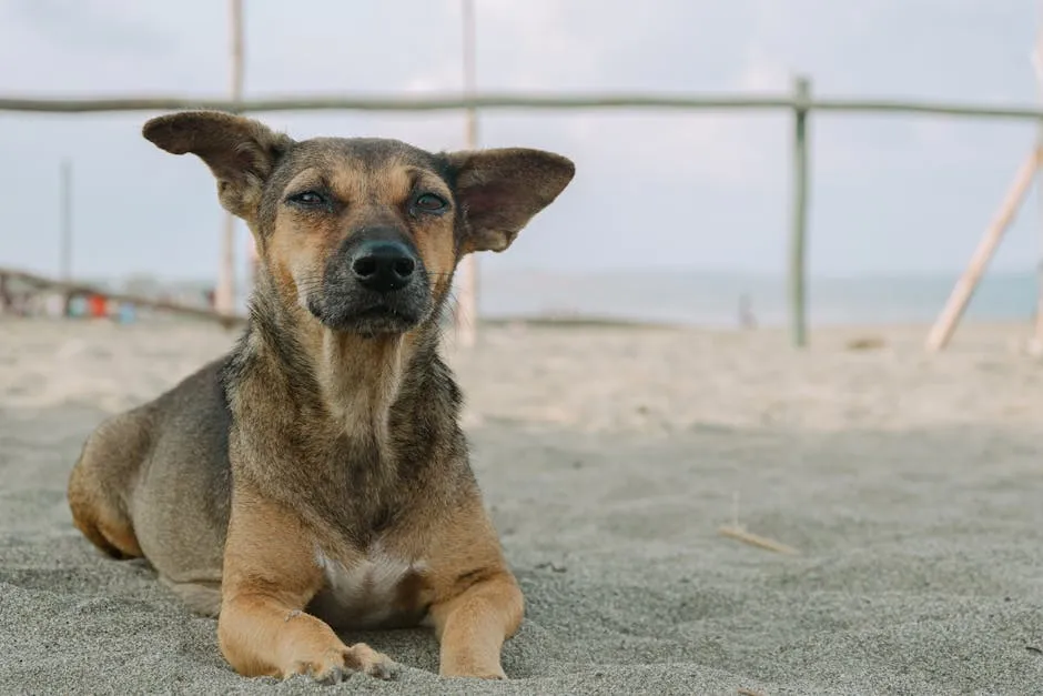 Brown Dog Lying on a Beach 