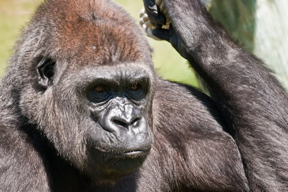 Close Up Photo of Black Gorilla