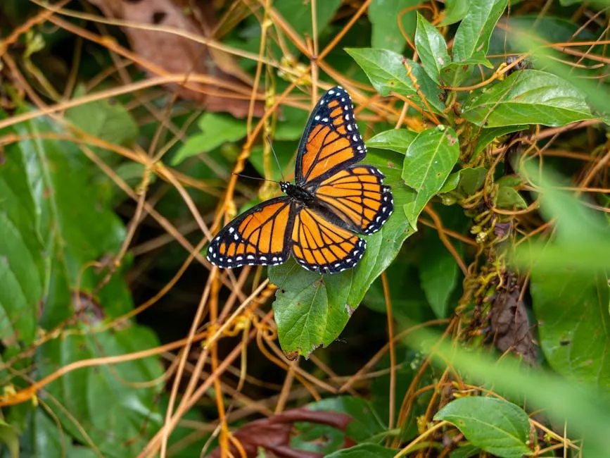Vibrant Monarch Butterfly in Natural Habitat