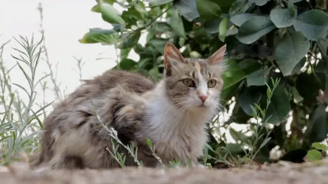 Horizontal video: Cat looking around 853757. Duration: 15 seconds. Resolution: 1920x1080