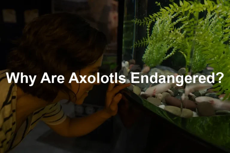 Featured image for Why Are Axolotls Endangered?