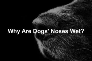 Featured image for Why Are Dogs' Noses Wet?