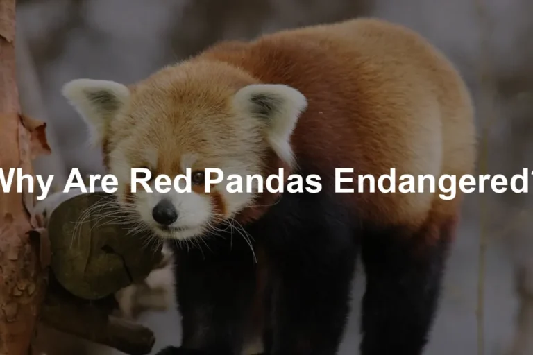 Featured image for Why Are Red Pandas Endangered?