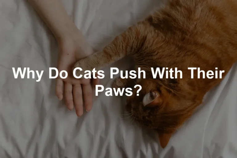 Featured image for Why Do Cats Push With Their Paws?