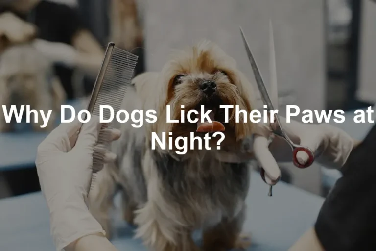 Featured image for Why Do Dogs Lick Their Paws at Night?