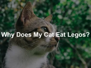 Featured image for Why Does My Cat Eat Legos?