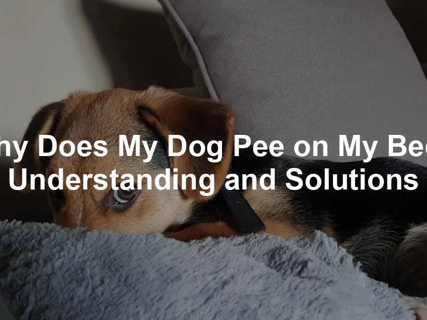 Featured image for Why Does My Dog Pee on My Bed? Understanding and Solutions