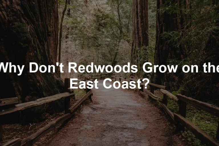Featured image for Why Don't Redwoods Grow on the East Coast?