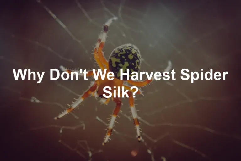 Featured image for Why Don't We Harvest Spider Silk?