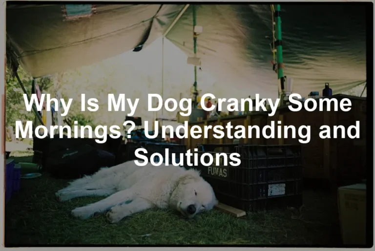 Featured image for Why Is My Dog Cranky Some Mornings? Understanding and Solutions