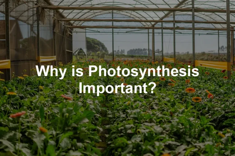 Featured image for Why is Photosynthesis Important?